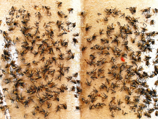 Zdjęcie streszczenie dead fly stick na sticky glue paper trap