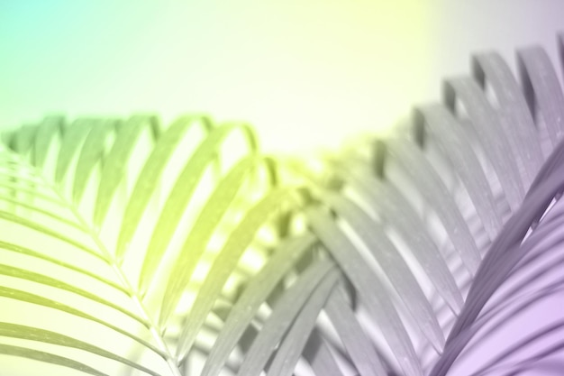 Zdjęcie streszczenie kolorowe liście palmowe naturalne na tle miękkim obrazie na lato