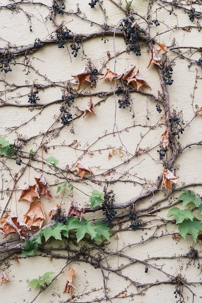 Streszczenie naturalne tło z dzikim pnączem winorośli na ścianie