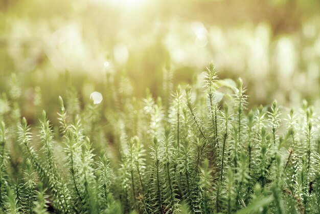 Streszczenie naturalne tło z zielonym mchem w lesie Koncepcja eko sezonowej wiosny