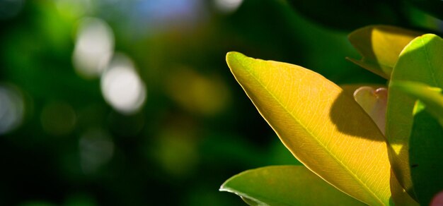 Streszczenie oszałamiająca zielona tekstura liścia tropikalny liść natura zielone tło