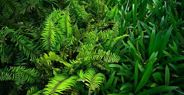 Streszczenie oszałamiający zielony liść tekstura tropikalny liść natura ciemnozielone tło