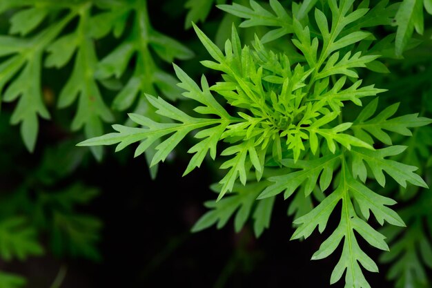 Streszczenie oszałamiający zielony liść tekstura tropikalny liść natura ciemnozielone tło