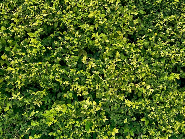 Zdjęcie streszczenie oszałamiający zielony liść tekstura tropikalny liść natura ciemnozielone tło