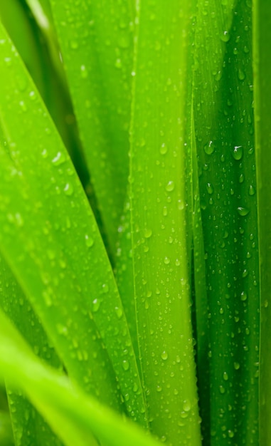Streszczenie oszałamiający zielony liść tekstura tropikalny liść natura ciemnozielone tło