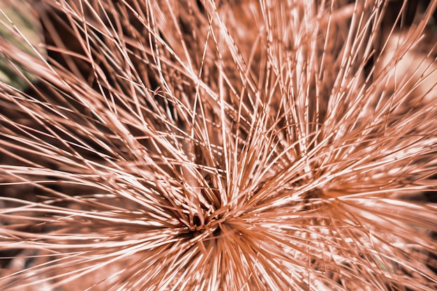 Streszczenie prawdziwe zdjęcie natura piękno tło makro suche tropikalne długie igły ciernie gałąź roślina trawa wygląda jak fajerwerk Pomysły na element dekoracyjny Różowy brązowy jasny odcień słońca Więcej kolorów w magazynie