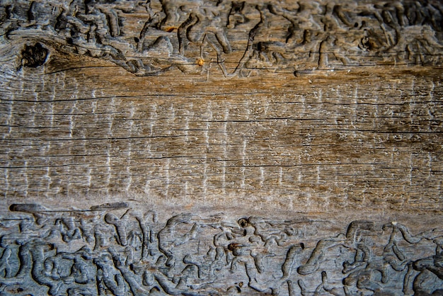 Zdjęcie streszczenie tekstura tło zbliżenie drewna