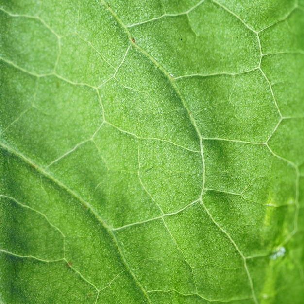 streszczenie tekstura zielonych liści roślin