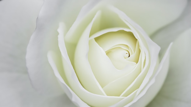 Streszczenie tle kwiatów biała róża płatki kwiatów makro kwiaty tło na wakacje projekt miękkie