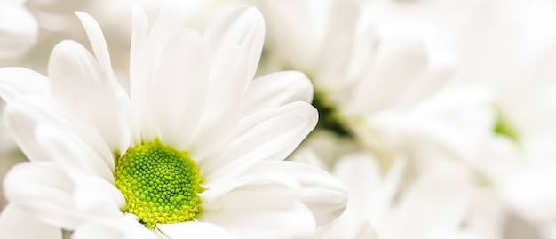 Streszczenie tle kwiatów białe płatki kwiatów chryzantemy makro kwiaty tło na wakacje