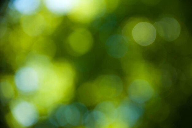 Streszczenie tło blured zielonych liści