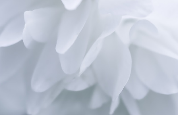 Streszczenie tło kwiatowy biały frotte płatki kwiatu jaśminu makro kwiaty tło na wakacje