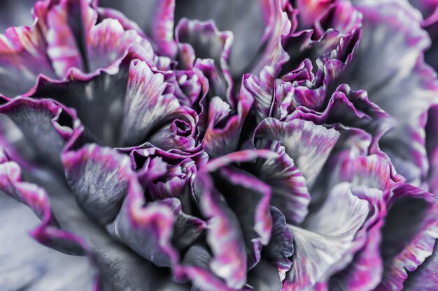 Streszczenie tło kwiatowy czarny goździk kwiat makro kwiaty tło do projektowania marki wakacje
