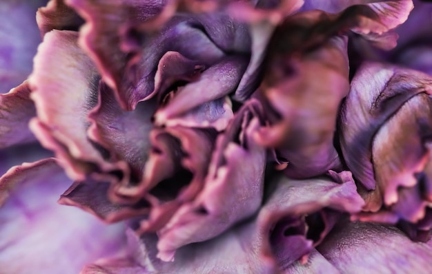 Streszczenie Tło Kwiatowy Fioletowy Goździk Kwiat Makro Kwiaty Tło Dla Projektu Marki Wakacje