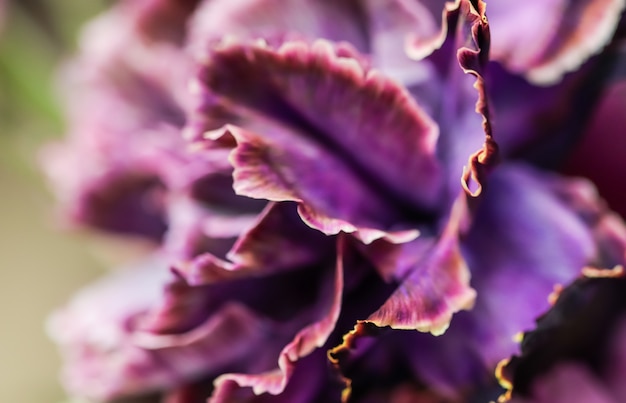 Streszczenie tło kwiatowy fioletowy goździk kwiat makro kwiaty tło do projektowania marki wakacje