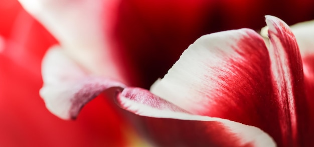 Streszczenie tło kwiatowy, płatki kwiatów czerwony tulipan. Makro kwiaty tło dla projektu marki wakacje. Koncepcja botaniczna