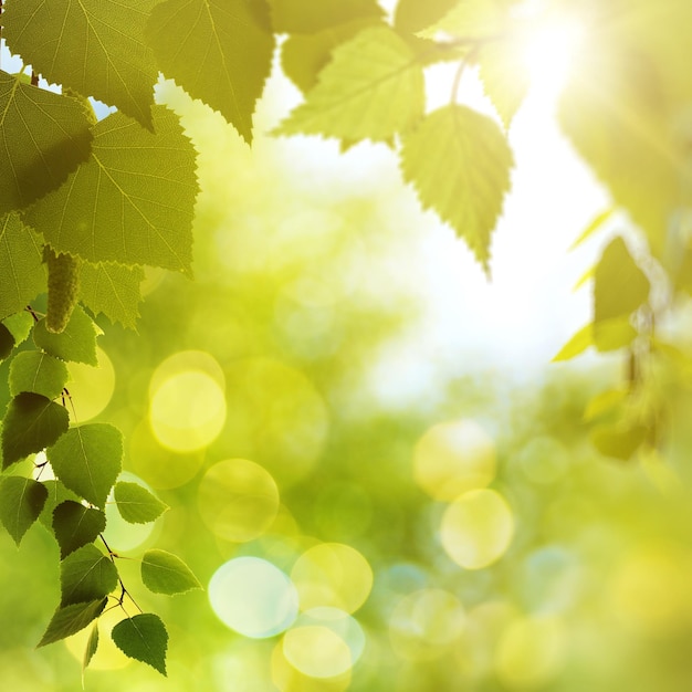 Streszczenie tło naturalne z bokeh piękna