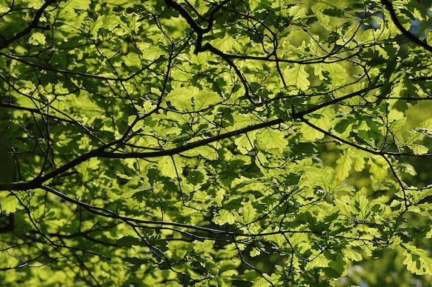Streszczenie tło zielonych gałęzi i liści dębu