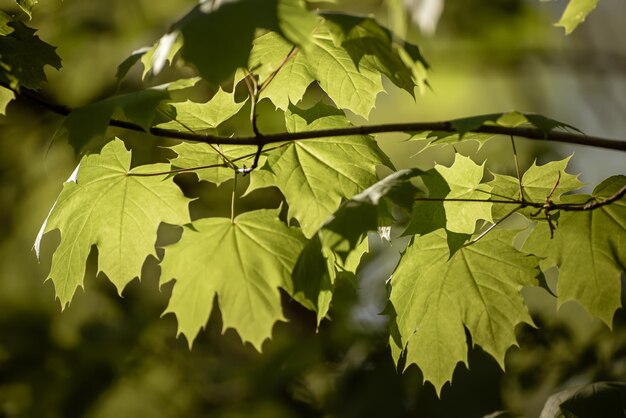 Streszczenie wiosna sezonowe tło z zielonych liści klonu. Eco naturalna koncepcja