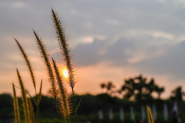 Streszczenie zamazana sylwetka kwiat tropikalnej trawy lub setaceum pennisetum fontanna trawa na zachodzie słońca