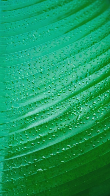 Streszczenie Zielony Liść Tekstura Natura Tło Tropikalny Liść Naturalne Zielone Rośliny Krajobraz środowisko Tapeta Koncepcja Zbliżeniepionowe