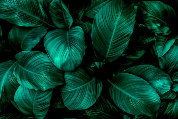 streszczenie zielony liść tekstura natura tło tropikalny liść