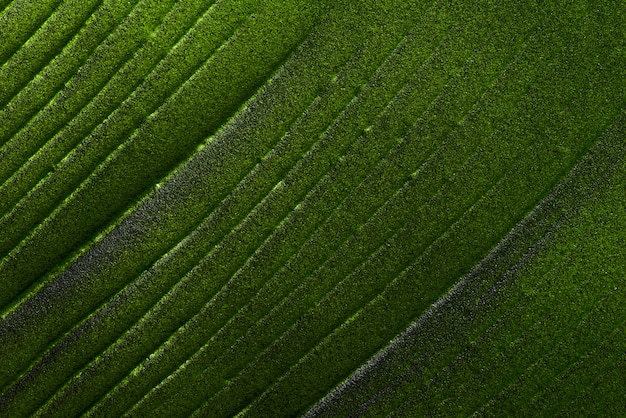 streszczenie zielony liść tekstura tło