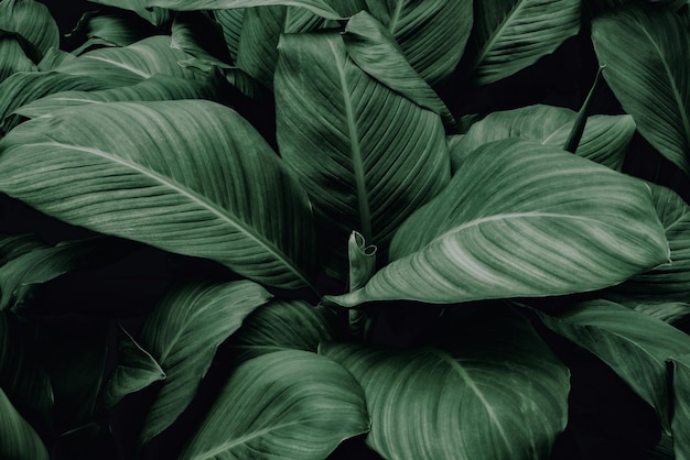 streszczenie zielony liść tekstura tropikalny liść liście natura ciemnozielone tło