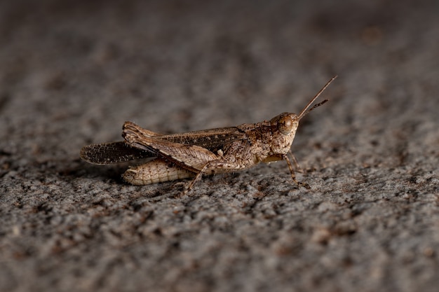 Stridulating Slant-face Grasshopper z rodzaju Orphulella