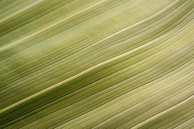 Zdjęcie striped surface of palm leaf