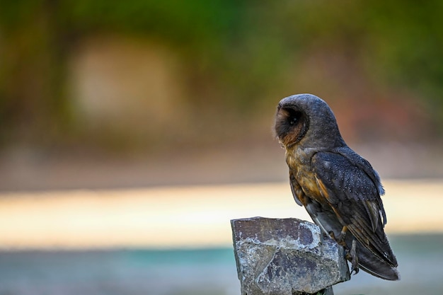 Strix huhula potocznie zwana puszczykiem czarnym to nocny ptak drapieżny z rodziny Strigidae