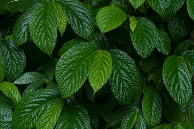 Strobilanthes crispa lub powszechnie znany jako pecah beling plan w Indonezji Fotografia przyrody