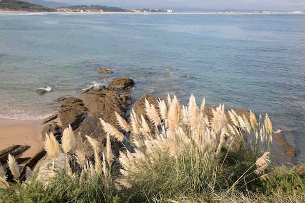 Zdjęcie stroiki i skały na plaży loredo, santander, hiszpania