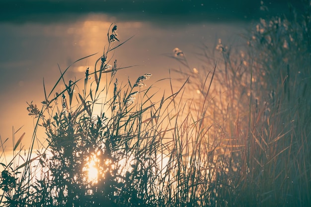 Stroiki na brzegu jeziora o zachodzie słońca Abstrakcyjne jesienne tło natury