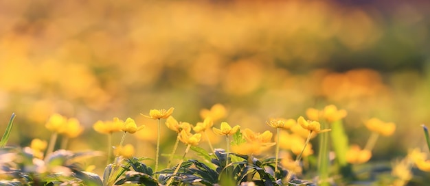 strój kąpielowy dzikie żółte kwiaty, natura lato pole z kwiatami streszczenie piękne tło tonowanie natury