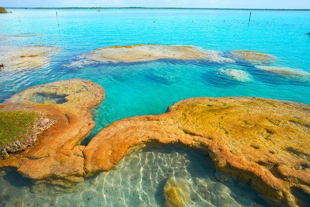 Stromatolity w Bacalar Lagoon of Mexico
