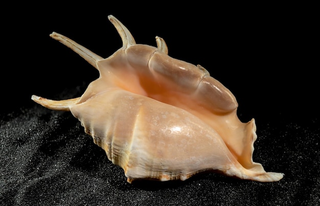 Zdjęcie strombidae seashell na czarnym piasku