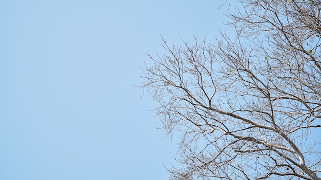 strona gałęzi drzewa Bodhi z błękitne niebo