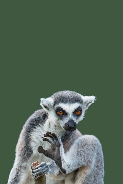 Strona okładka z portretem uroczego lemura z Madagaskaru cieszącego się letnim zbliżeniem z kopiowaniem przestrzeni i zielonym tłem Koncepcja różnorodności biologicznej dobrostan zwierząt i ochrona dzikiej przyrody