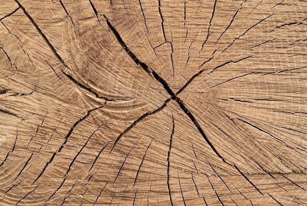 Struktura drewna dębowego na poprzecznym wycięciu pnia