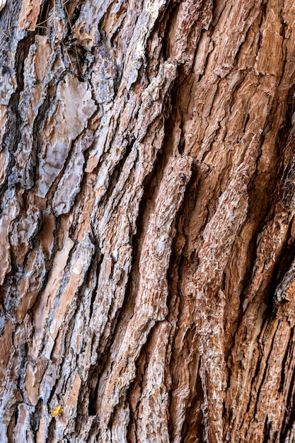Struktura drewna Pionowe zdjęcie pnia drzewa w Hiszpanii