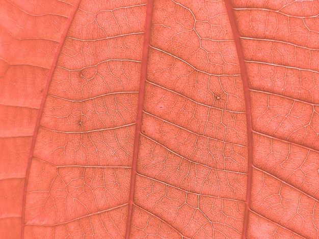 Zdjęcie struktura liści naturalne światło tła