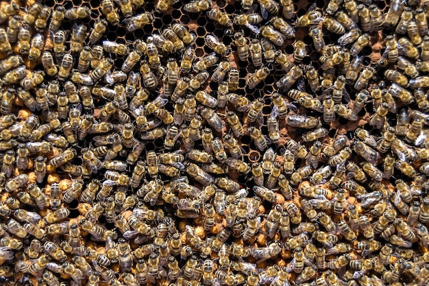 Struktura sześciokątna abstrakcyjna to miodnik z ula pszczeli wypełniony złotym miodem miodnik letni skład składający się z lepkiego miodu z wioski pszczelowej miodu wiejskiego miodu pszczół miodników na wsi