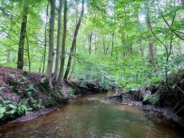 Zdjęcie strumień płynący pośród drzew w lesie