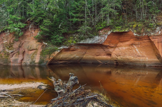 Zdjęcie strumień płynący przez skały w lesie