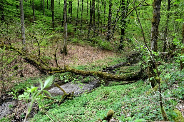 Zdjęcie strumień płynący w lesie