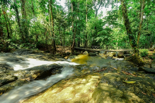 Zdjęcie strumień w lesie