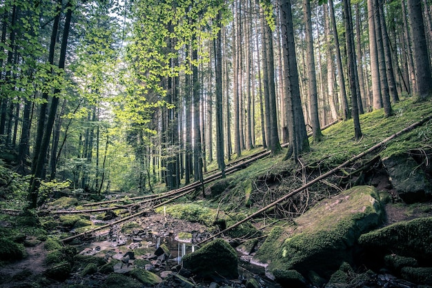 Strumień wody na skalistym korycie rzeki w lesie wzdłuż szlaku Monbachtal w Niemczech