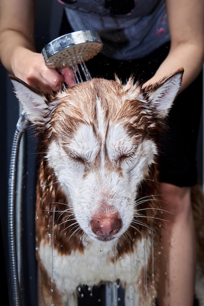 Strumień wody z prysznica wylewa się na głowę psa
