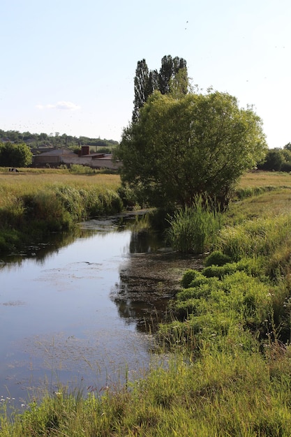 Strumień z trawą i drzewami